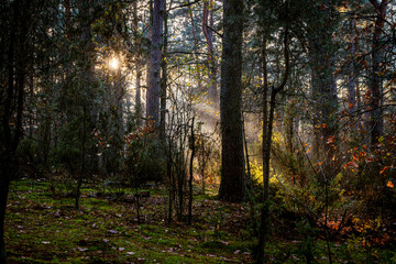 Sunset in Kampinos National Park, Poland. A fairytale forest landscape with sunbeams emerging from the mist.
