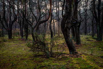 Fototapeta na wymiar Sunset in Kampinos National Park, Poland. A fairytale forest landscape with sunbeams emerging from the mist.