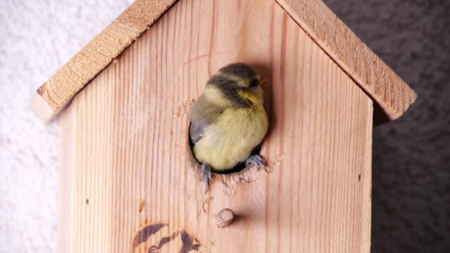 First flight of blue tit chicks from the nesting box. Blue tit fledging flight out of the nest box.