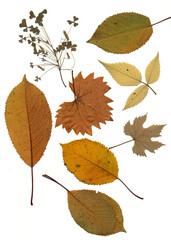 Set of dry autumn leaves of different colors and types. Grape leaves and cherry.