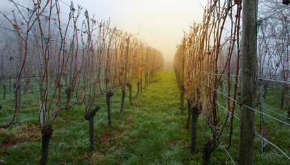 Obraz premium Weinberge Reben Winter