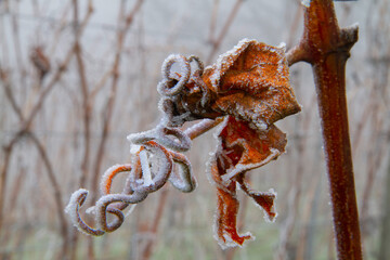 Weinreben Winter