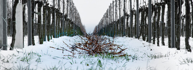 Weinreben Winter
