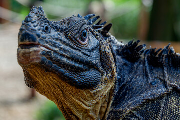 philippine sailfin lizard placed on the table by the owner at a tourist park