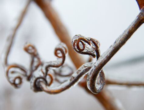 Weinreben Winter