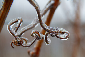 Obraz premium Weinreben Winter