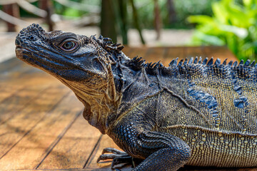 philippine sailfin lizard placed on the table by the owner at a tourist park