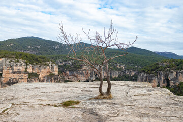 Dry tree on flat stone with mountains background.