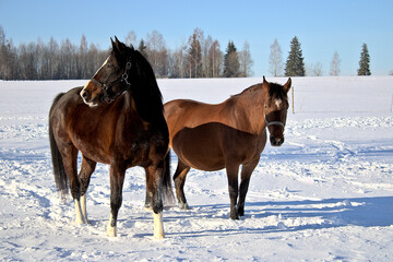 Fototapeta na wymiar two horses in winter