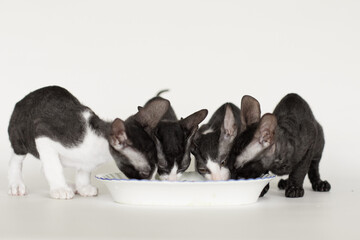 young cornish rex kittens eating delicious food on white and grey background