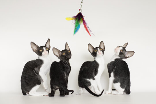 young cornish rex kittens portrait on white and grey background