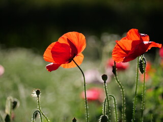 Beautiful Winter Flowers in the Garden. 