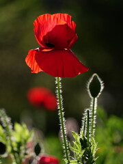 Beautiful Winter Flowers in the Garden. 