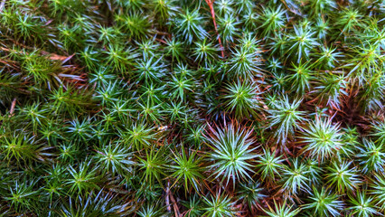 bright green textured moss close-up illuminated by the sun