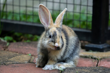 A cute fluffy bunny is in the bunny park very nice bunny and its eyes are looking at the camera