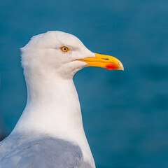 European Herring Gull, Larus argentatus