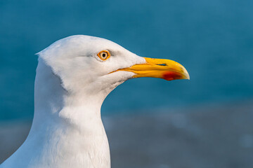 European Herring Gull, Larus argentatus