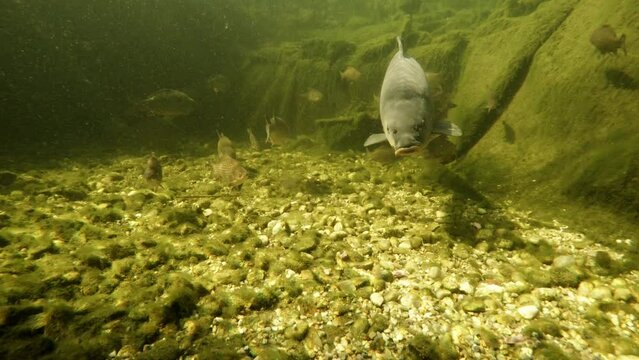Underwater footage of a big Carp (Cyprinus carpio).	
