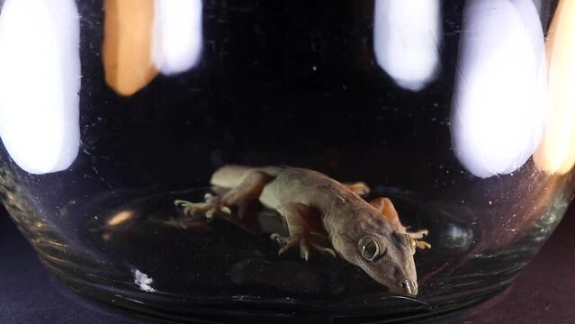 Common House Gecko, inside a jar, Hemidactylus frenatus,  cinematic lighting, slowly breathing black ground