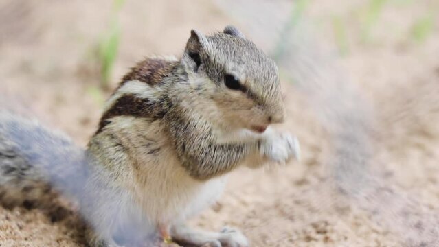 Palm Squirrel eating. Three stripe squirrel, Five strip squirrel, Funambulus, Indian Palm Squirrel
