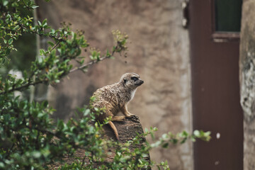Meerkat sitting on a tree trunk in a zoo in Germany