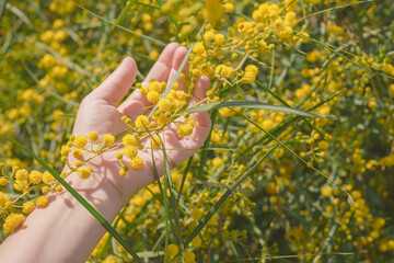 Yellow mimosa flowers natural lighting, a female hand holds a branch of a flowering shrub. Postcard for women's day or easter, natural he nature