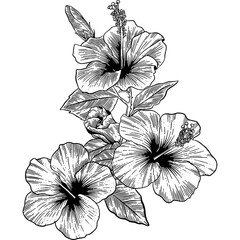 Hand drawn Hibiscus Flowers Sketch illustration