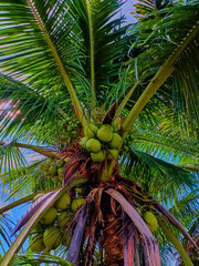 Many Coconut in coconut tree under warm sun light in blue sky day at north sumatra, indonesia