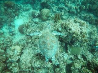 Fototapeta na wymiar Schwimmen mit Schildkröten im Meer auf den Philippinen
