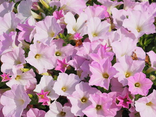 ペチュニア, Petunia