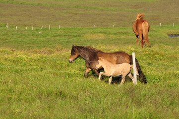 Naklejka na ściany i meble Beautiful view of a herd of horses in a big field in Iceland