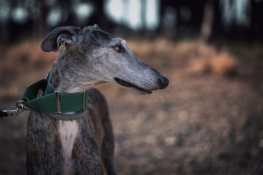 Galgo Bilder Durchsuchen 5,191 Archivfotos, und Videos