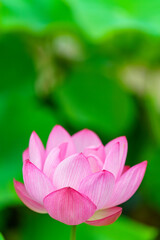 Fototapeta premium 蓮の花