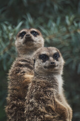 Fototapeta premium Vertical shot of two adorable meerkats on a branch in a zoo