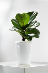 Fiddle fig or Ficus lyrata in white plastic pot on white table.