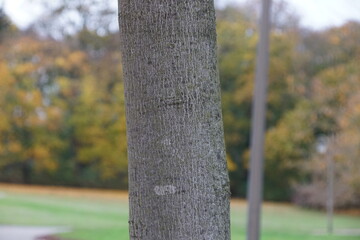 Red maple (Acer rubrum) bark