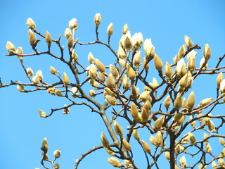 開花間近のハクモクレンと春の青空