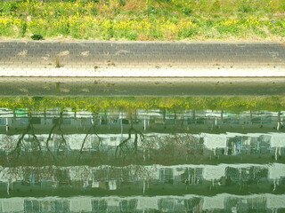 春の放水路の水面に映る花桃と菜の花とマンション風景