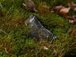 green moss in forest