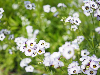 ギリア・トリコロール, Gilia tricolor