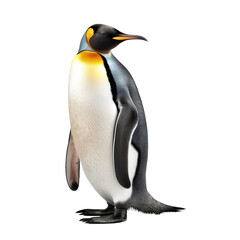 Fototapeta premium penguin isolate on background
