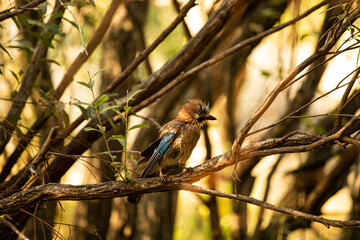 Jay bird sitting on a branch among the trees