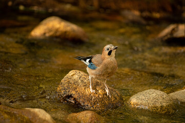 Jay bird perched on a rock surrounded by water