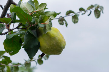 The quince Cydonia oblonga is a deciduous trees a pomefruit. Harvest in the garden.