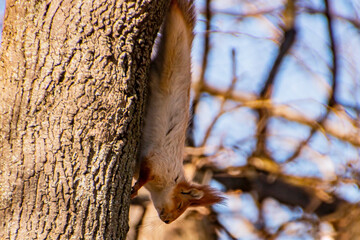 A cute beautiful fluffy gray-brown squirrel with fluffy ears holds its paws on the bark of a tree and goes down close-up	
