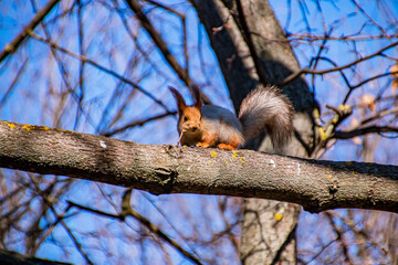 A cute fluffy gray-brown squirrel with fluffy ears and a tail walks along a long poplar branch against the background of branches and a tree in the park	
