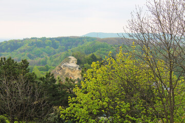Obraz premium landscape with trees