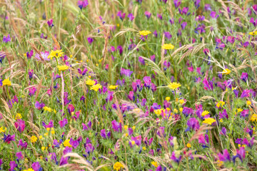 Many small yellow meadow flowers on a background of green leaves.