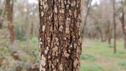 close-up of a textured tree trunk in a forest. vertical pan mode - Powered by Adobe