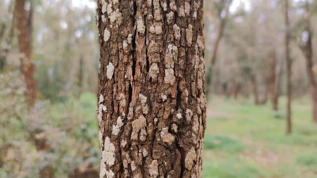 close-up of a textured tree trunk in a forest. vertical pan mode